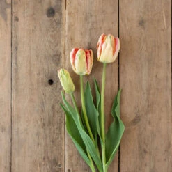 Apricot Parrot -Seed & Root Sales Store 04081 04 apricotparrot