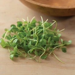 Kale, Bright Green Curly