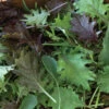 Kalebration Kale Mix