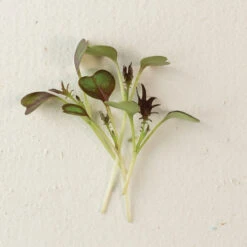 Kale, KX-1 -Seed & Root Sales Store 04112m 04 kx1