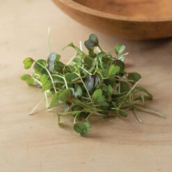 Kale, KX-1 -Seed & Root Sales Store 04112m 05 kx1