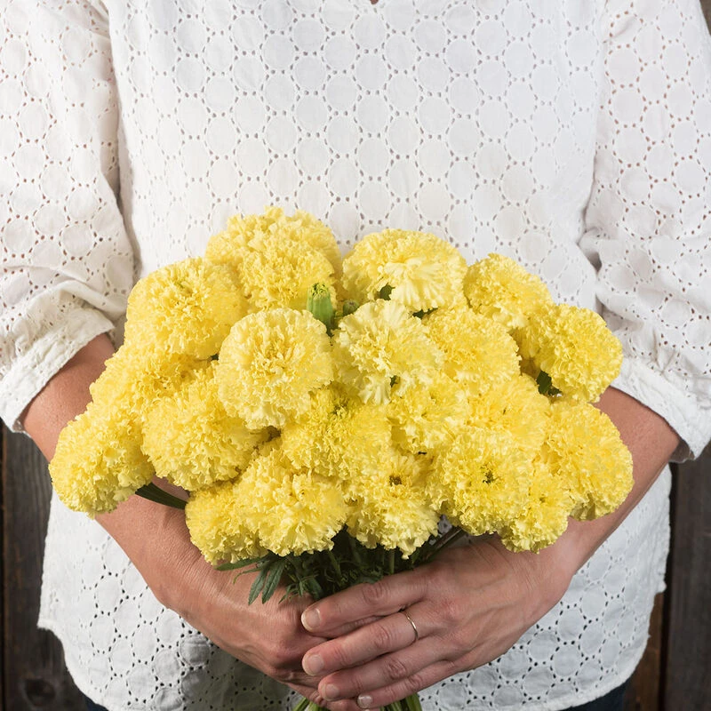 Nosento Limegreen 1 Nosento Limegreen