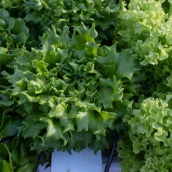 Salanova® Green Batavia -Seed & Root Sales Store 04185jp 04 salanova green batavia