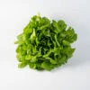 Salanova® Hydroponic Green Oakleaf