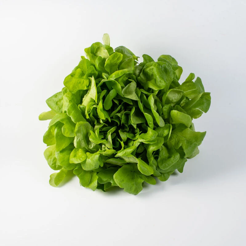 Salanova® Hydroponic Green Oakleaf 1 Salanova® Hydroponic Green Oakleaf