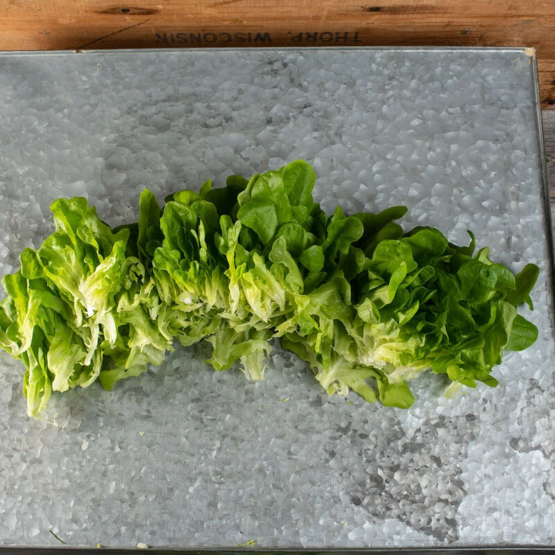 Salanova® Hydroponic Green Oakleaf 2 Salanova® Hydroponic Green Oakleaf - Image 2