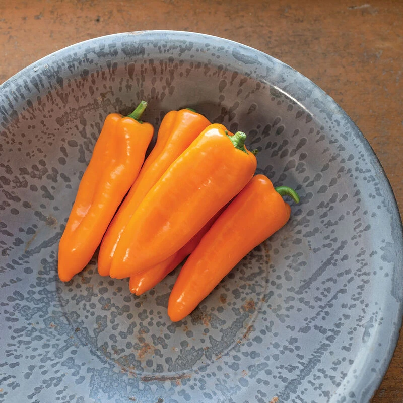 Cornito Arancia 1 Cornito Arancia