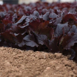 Alboreto -Seed & Root Sales Store 04225 02 alboreto vendor