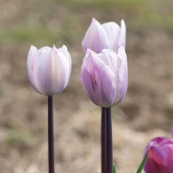 Best Seller -Seed & Root Sales Store 04233 01 silver cloud