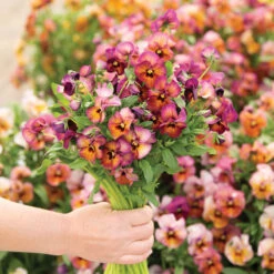 Nature™ Mulberry Shades