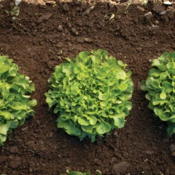 Bauer -Seed & Root Sales Store 04245g 03 bauer