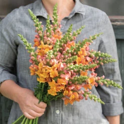 Opus™ III Early Bronze