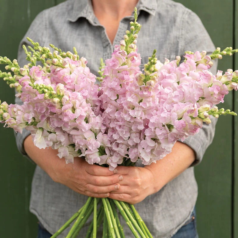 Legend™ Light Pink 1 Legend™ Light Pink