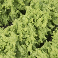 Black Seeded Simpson -Seed & Root Sales Store 0425n 01 blackseedsimp