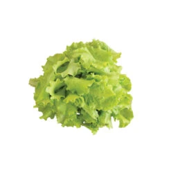 Black Seeded Simpson -Seed & Root Sales Store 0425n 04 blackseedsimpsalad.jpg