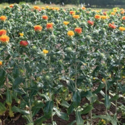 Zanzibar -Seed & Root Sales Store 04266 03 zanzibar
