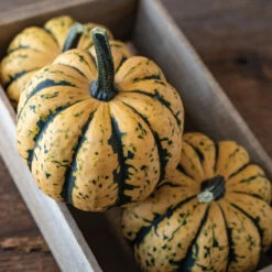 Honey Bun -Seed & Root Sales Store 04303 03 honey bun acorn squash