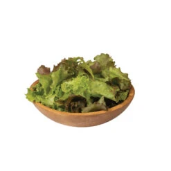 Red Sails -Seed & Root Sales Store 0431g 04 redsails