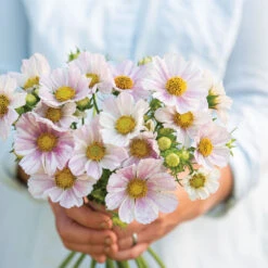 Seed & Root Sales Store -Seed & Root Sales Store 04333 02 versaillesflush