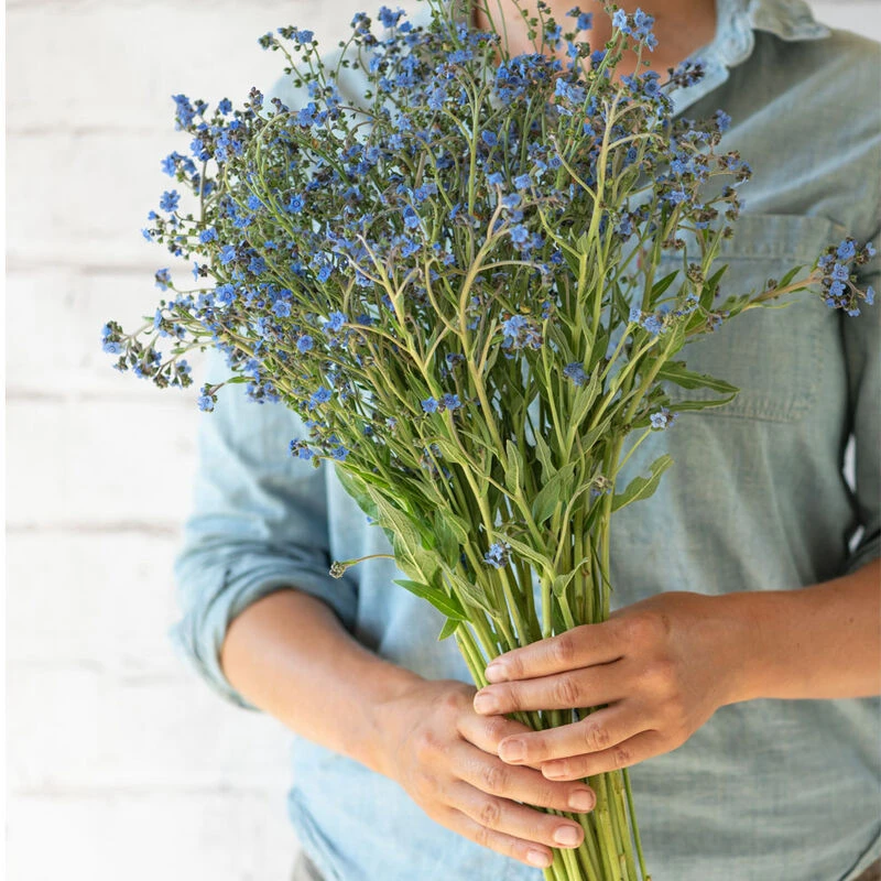 Firmament 1 Firmament