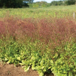 Limon -Seed & Root Sales Store 04411 03 limon