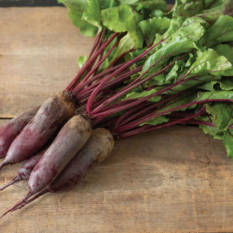 Formanova 1 Formanova