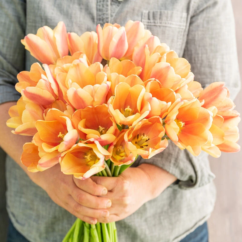 Apricot Foxx 1 Apricot Foxx