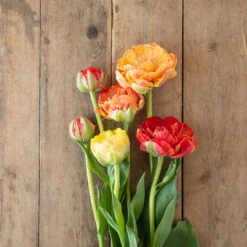 Best Seller -Seed & Root Sales Store 04448 01 gudoshnickdouble