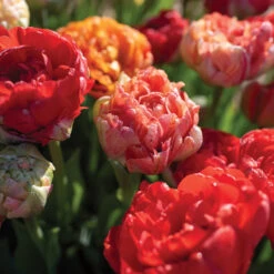 Gudoshnik Double -Seed & Root Sales Store 04448 03 gudoshnickdouble