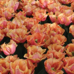 Astronaut Andre Kuipers -Seed & Root Sales Store 04482 02 astronautandrekuipers