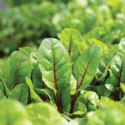 Charbell 8 Charbell -Seed & Root Sales Store 04551 03 charbell