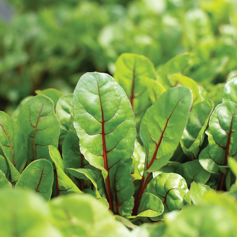 Charbell 4 Charbell - Image 4