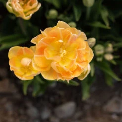 Charming Beauty -Seed & Root Sales Store 04561 04 charming beauty