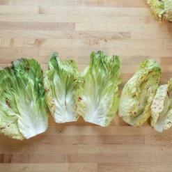 Giorgione 5 Giorgione -Seed & Root Sales Store 04582 03 giorgione