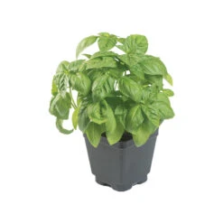 Prospera® Italian Large Leaf DMR (ILL2) -Seed & Root Sales Store 04589g 02 prosperaitalian largeleaf