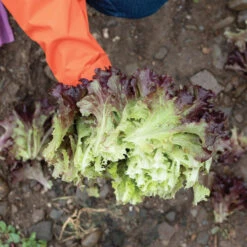 Brentwood -Seed & Root Sales Store 04599g 03 brentwood