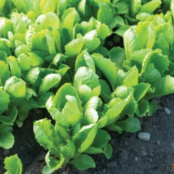 Carlsbad -Seed & Root Sales Store 04617g 03 carlsbad