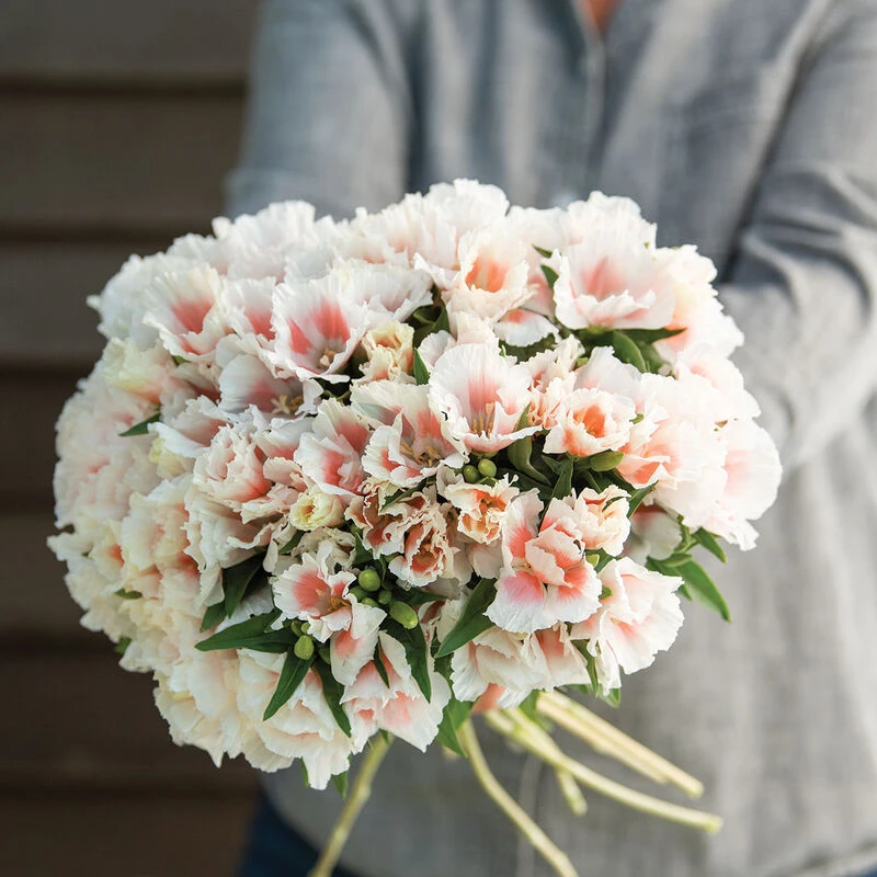 Grace Shell Pink 1 Grace Shell Pink