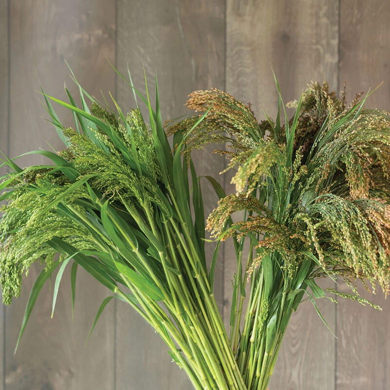 Green Drops 1 Green Drops