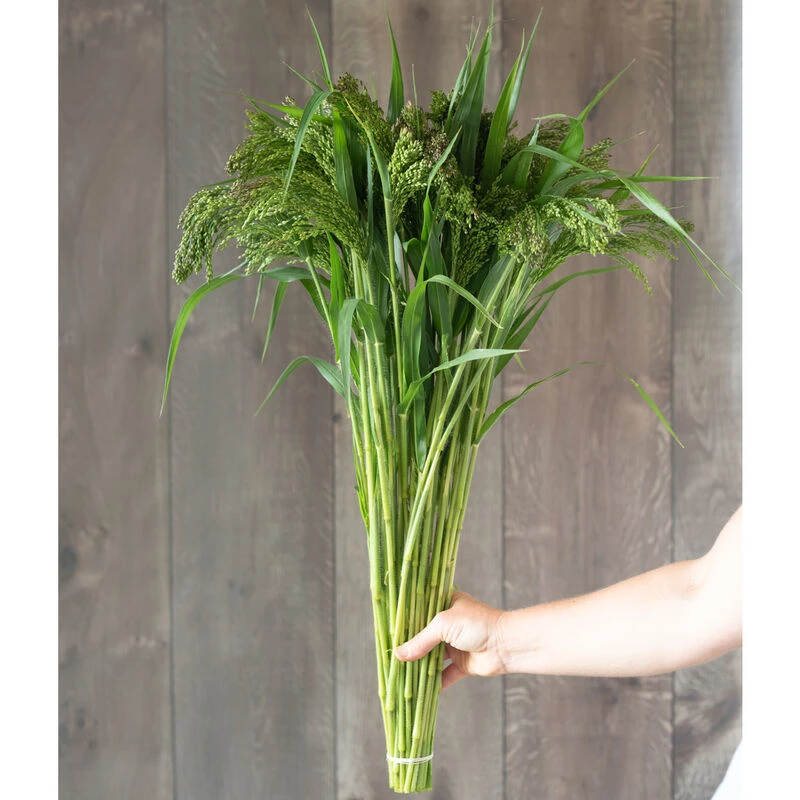 Green Drops 2 Green Drops - Image 2