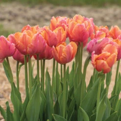 Amazing Parrot 5 Amazing Parrot -Seed & Root Sales Store 04730 03 amazingparrot