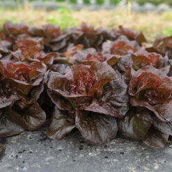 Volcana -Seed & Root Sales Store 04765jp 02 volcana mini lettuce