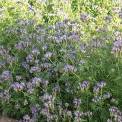 Phacelia