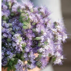 Phacelia -Seed & Root Sales Store 04771 04 phacelia
