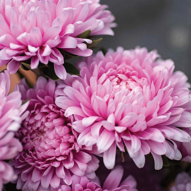 Miss Europe Resist 2 Miss Europe Resist - Image 2