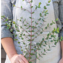 Small-Leaved Gum -Seed & Root Sales Store 04793 03 smallleaved gum