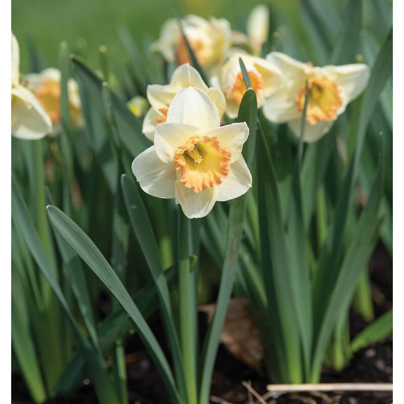 Martha Stewart 2 Martha Stewart - Image 2