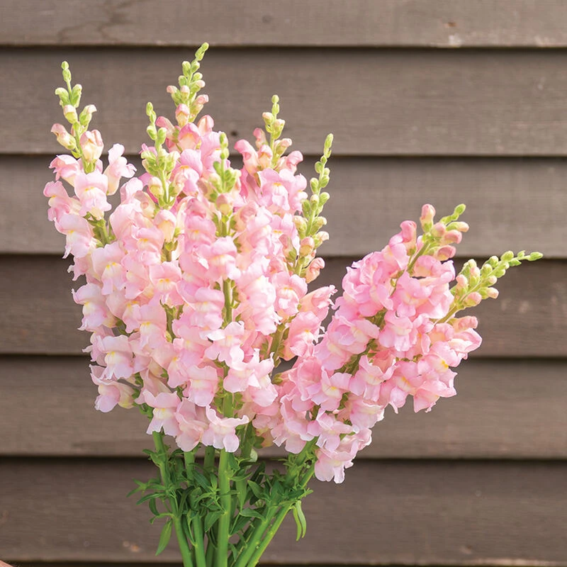 Costa Light Rose II 1 Costa Light Rose II