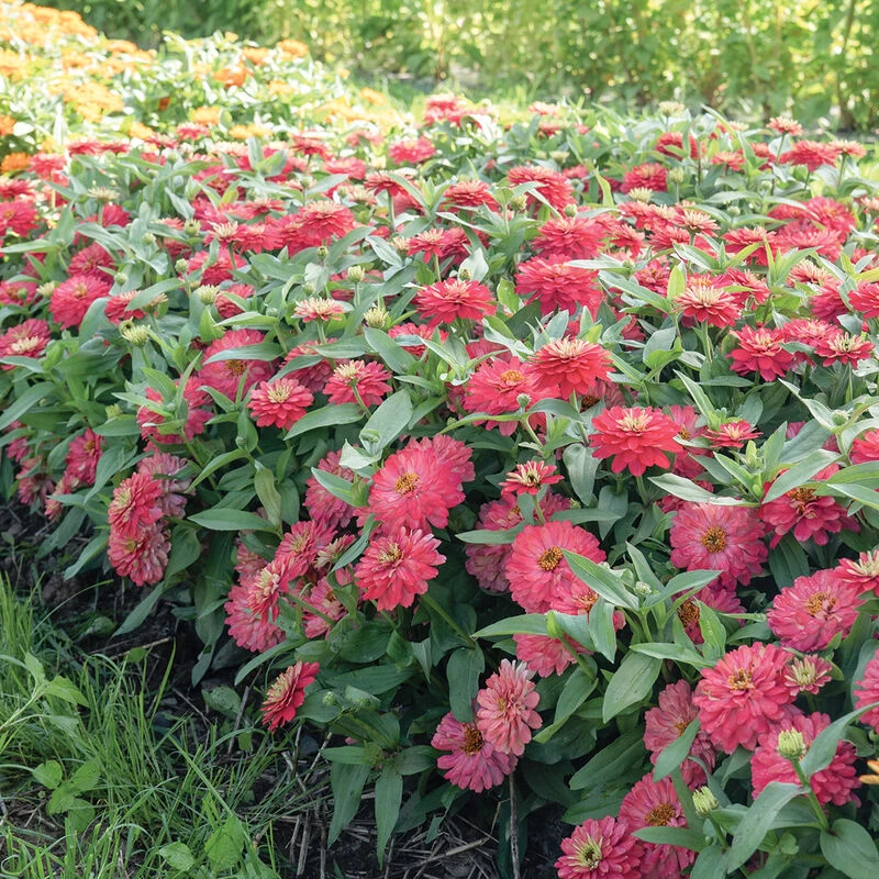 Double Zahara™ Salmon 2 Double Zahara™ Salmon - Image 2