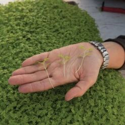 Marigold, Gem 6 Marigold, Gem -Seed & Root Sales Store 06023m 02 gem marigold